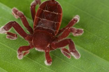 Media type: image;   Invertebrate Zoology 30914